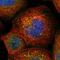 BCL2 Associated Athanogene 5 antibody, HPA016429, Atlas Antibodies, Immunocytochemistry image 