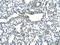 Nuclear Factor Of Activated T Cells 3 antibody, P100975_P050, Aviva Systems Biology, Immunohistochemistry frozen image 