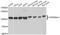Heat shock protein HSP 90-alpha antibody, STJ112206, St John