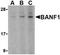Barrier-to-autointegration factor antibody, TA306383, Origene, Western Blot image 