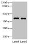 Protein mab-21-like 1 antibody, CSB-PA623800LA01HU, Cusabio, Western Blot image 