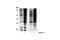 14-3-3 binding motif phosphate antibody, 9606S, Cell Signaling Technology, Western Blot image 