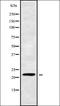 ATP Binding Cassette Subfamily F Member 3 antibody, orb338047, Biorbyt, Western Blot image 