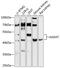 Aminoadipate Aminotransferase antibody, 14-788, ProSci, Western Blot image 