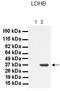 Lactate Dehydrogenase B antibody, TA346572, Origene, Western Blot image 