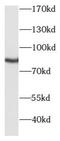 Protein Kinase C Gamma antibody, FNab10007, FineTest, Western Blot image 