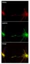 NPHS1 Adhesion Molecule, Nephrin antibody, 7979, ProSci, Immunofluorescence image 