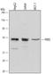 Proline Rich 5 antibody, AF5309, R&D Systems, Western Blot image 