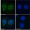 Dynein Light Chain LC8-Type 1 antibody, 45-487, ProSci, Immunofluorescence image 