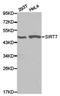 Sirtuin 7 antibody, TA326876, Origene, Western Blot image 