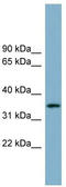 SRBC antibody, TA339868, Origene, Western Blot image 