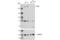 Methylcytosine dioxygenase TET2 antibody, 92529S, Cell Signaling Technology, Western Blot image 