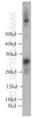 Opa Interacting Protein 5 antibody, 12142-1-AP, Proteintech Group, Western Blot image 