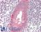 Hexokinase-2 antibody, LS-B8935, Lifespan Biosciences, Immunohistochemistry frozen image 
