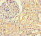 Latent Transforming Growth Factor Beta Binding Protein 4 antibody, orb44091, Biorbyt, Immunohistochemistry paraffin image 