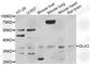 Homeobox protein DLX-3 antibody, A6902, ABclonal Technology, Western Blot image 