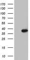 GATA Zinc Finger Domain Containing 1 antibody, CF804628, Origene, Western Blot image 