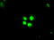 SATB Homeobox 1 antibody, TA500552, Origene, Immunofluorescence image 