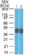 Heat Shock Protein Family B (Small) Member 1 antibody, orb388241, Biorbyt, Western Blot image 