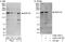 Nucleolar Protein 8 antibody, A302-723A, Bethyl Labs, Immunoprecipitation image 