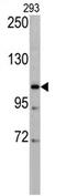 Elastin Microfibril Interfacer 1 antibody, AP17327PU-N, Origene, Western Blot image 