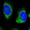 ER Lipid Raft Associated 1 antibody, HPA011252, Atlas Antibodies, Immunofluorescence image 