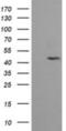 Mitogen-Activated Protein Kinase Kinase 2 antibody, NBP2-45802, Novus Biologicals, Western Blot image 