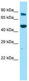 Kynurenine 3-Monooxygenase antibody, TA343355, Origene, Western Blot image 