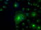 Solute Carrier Family 2 Member 5 antibody, TA500576, Origene, Immunofluorescence image 