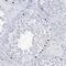 Solute Carrier Family 35 Member A5 antibody, PA5-57306, Invitrogen Antibodies, Immunohistochemistry paraffin image 