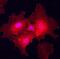 Plexin A2 antibody, AF5486, R&D Systems, Immunocytochemistry image 