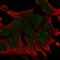 Protein Wnt-2b antibody, HPA047274, Atlas Antibodies, Immunocytochemistry image 