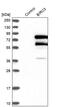 Baculoviral IAP Repeat Containing 3 antibody, PA5-51700, Invitrogen Antibodies, Western Blot image 