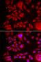 Bleomycin Hydrolase antibody, PA5-76018, Invitrogen Antibodies, Immunofluorescence image 