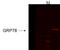 Heat Shock Protein Family A (Hsp70) Member 5 antibody, TA326480, Origene, Western Blot image 