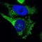 Ret Proto-Oncogene antibody, HPA008356, Atlas Antibodies, Immunofluorescence image 