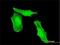 Ribonuclease UK114 antibody, H00010247-M01, Novus Biologicals, Immunofluorescence image 