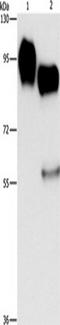 Intercellular Adhesion Molecule 1 antibody, TA349622, Origene, Western Blot image 