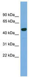 Glial Cells Missing Transcription Factor 1 antibody, TA341768, Origene, Western Blot image 