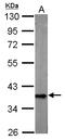 GAPDH antibody, LS-C109296, Lifespan Biosciences, Western Blot image 