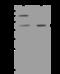 Pancreas Associated Transcription Factor 1a antibody, 100632-T32, Sino Biological, Western Blot image 