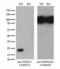 Exosome Component 1 antibody, LS-C794397, Lifespan Biosciences, Western Blot image 