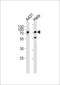 MAF BZIP Transcription Factor K antibody, LS-C100461, Lifespan Biosciences, Western Blot image 