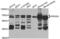 Proline Dehydrogenase 1 antibody, PA5-76835, Invitrogen Antibodies, Western Blot image 
