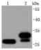 NAD(P)H Quinone Dehydrogenase 1 antibody, A00494-1, Boster Biological Technology, Western Blot image 