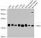 Ubiquitin Conjugating Enzyme E2 I antibody, A2193, ABclonal Technology, Western Blot image 