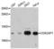 Cyclin-dependent kinase 2-associated protein 1 antibody, LS-C333137, Lifespan Biosciences, Western Blot image 