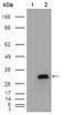 Apolipoprotein A1 antibody, AM06220SU-N, Origene, Western Blot image 
