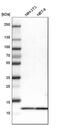 Myotrophin antibody, HPA019735, Atlas Antibodies, Western Blot image 