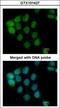 A-Raf Proto-Oncogene, Serine/Threonine Kinase antibody, GTX101427, GeneTex, Immunocytochemistry image 